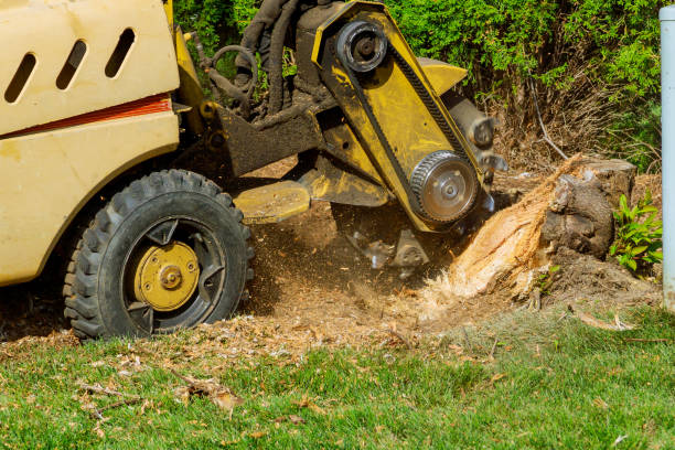 Tree Branch Trimming in Buena Vista, MI